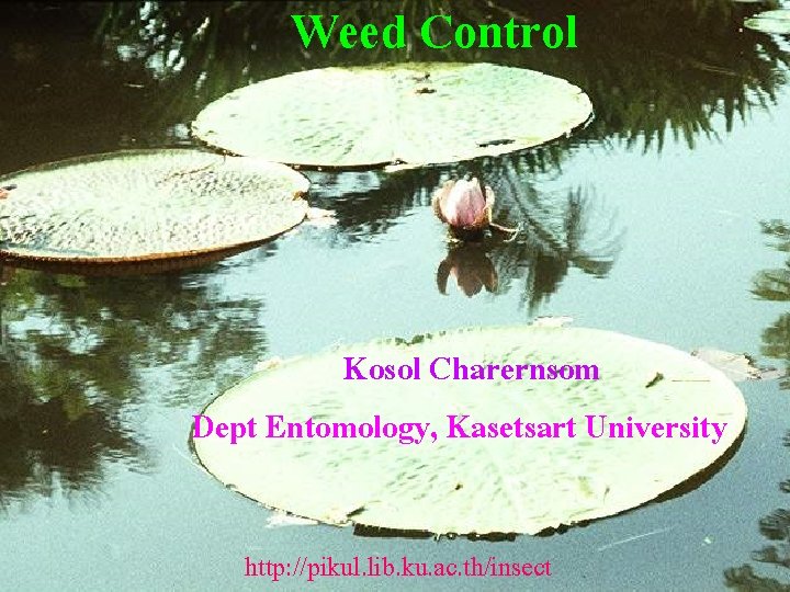 Weed Control Kosol Charernsom Dept Entomology, Kasetsart University http: //pikul. lib. ku. ac. th/insect