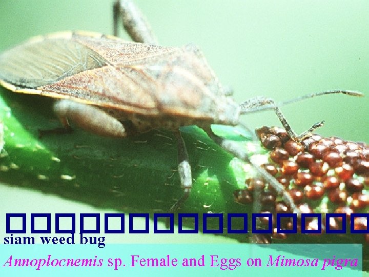 �������� siam weed bug Annoplocnemis sp. Female and Eggs on Mimosa pigra 