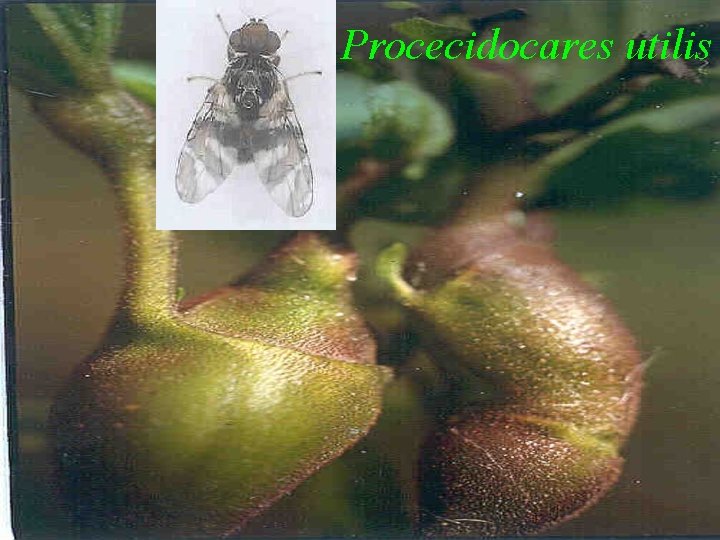 Procecidocares utilis 