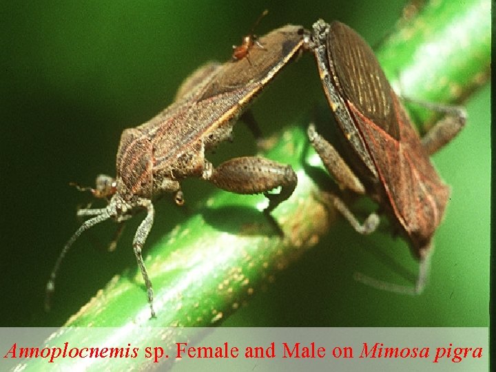 Annoplocnemis sp. Female and Male on Mimosa pigra 
