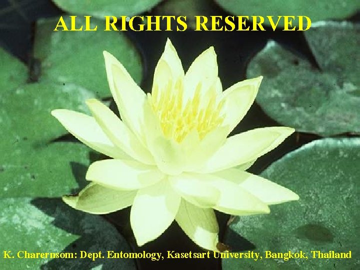 ALL RIGHTS RESERVED K. Charernsom: Dept. Entomology, Kasetsart University, Bangkok, Thailand 