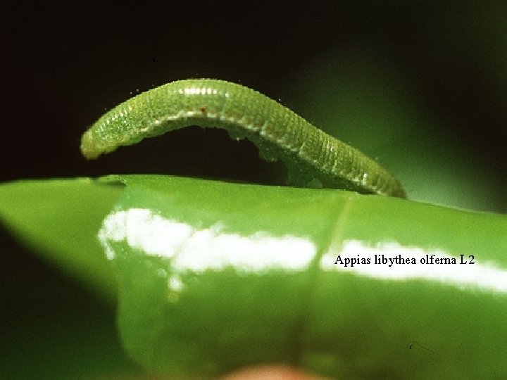 Appias libythea olferna L 2 