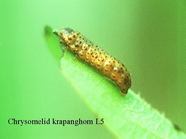 Chrysomelid krapanghom L 5 