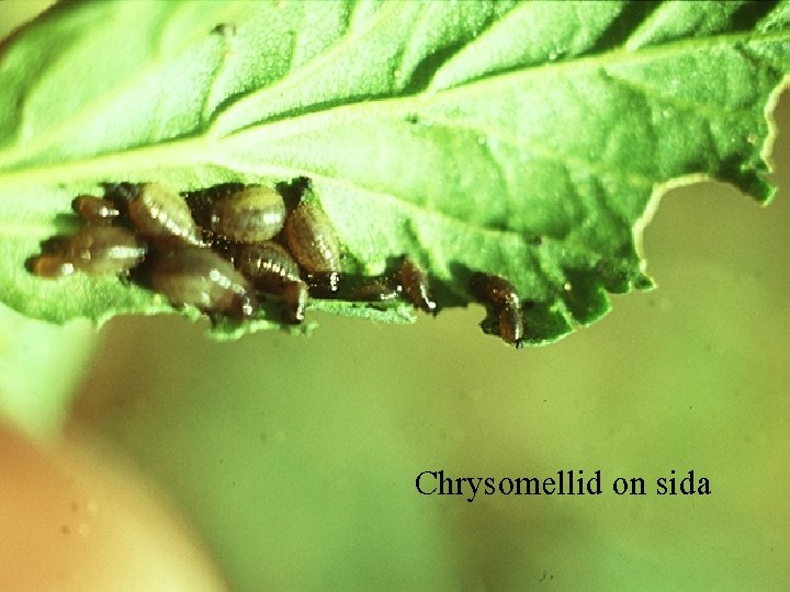 Chrysomellid on sida 