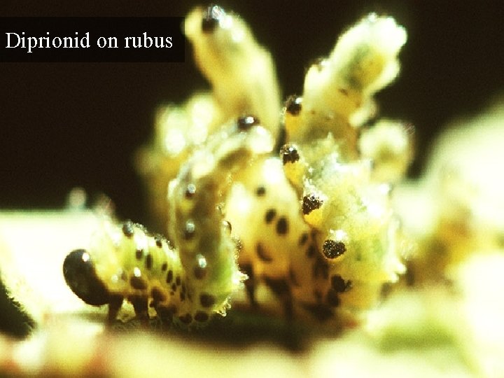 Diprionid on rubus 