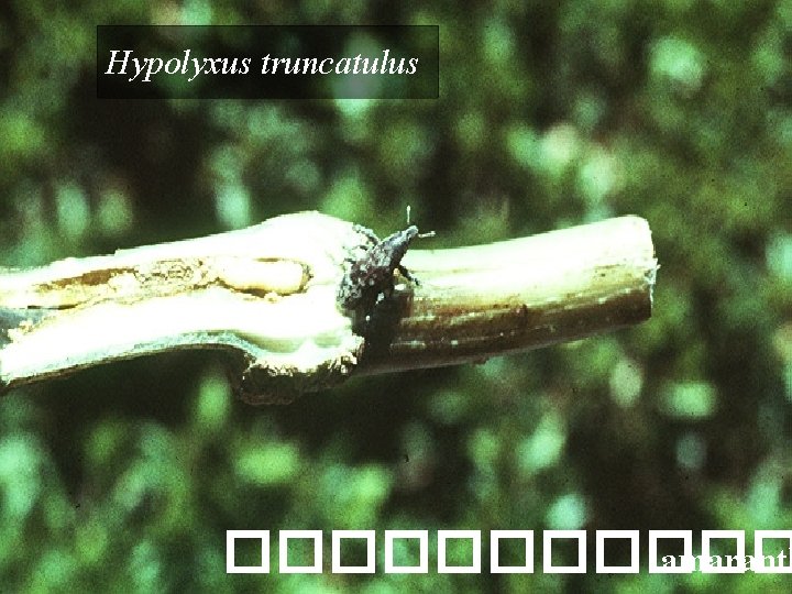 Hypolyxus truncatulus ������ amaranth 