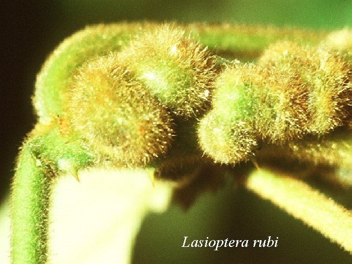 Lasioptera rubi 