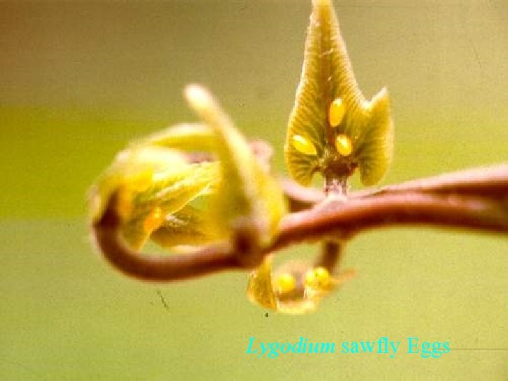 Lygodium sawfly Eggs 