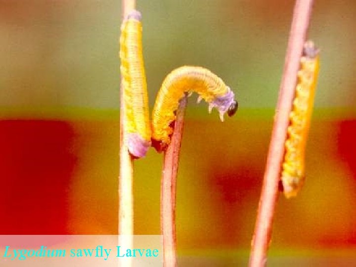 Lygodium sawfly Larvae 
