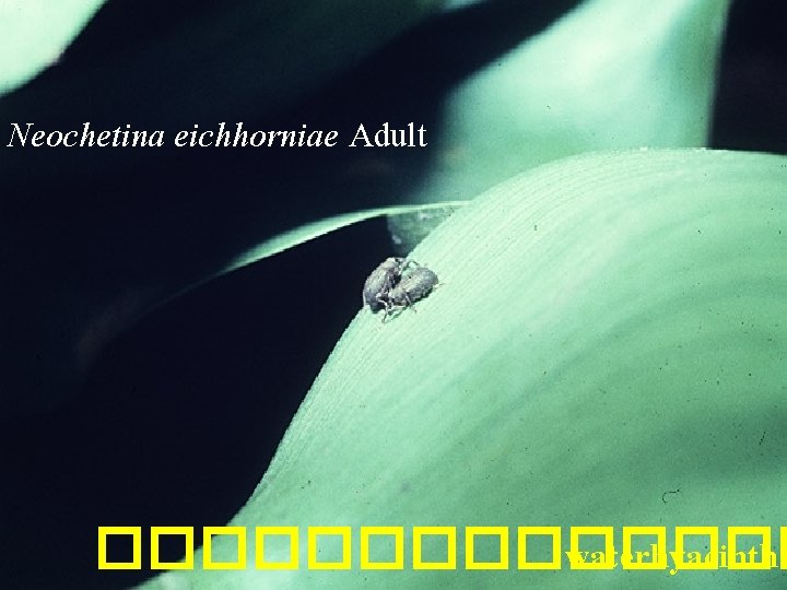 Neochetina eichhorniae Adult ������� waterhyacinth 