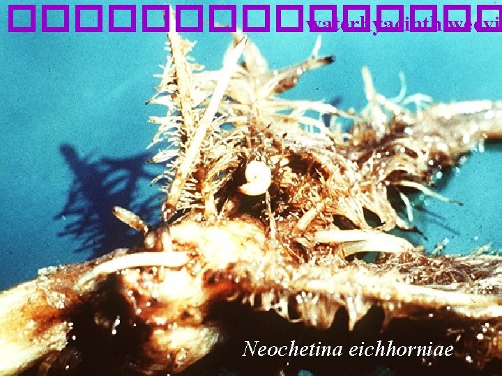 �������� waterhyacinth weevil Neochetina eichhorniae 