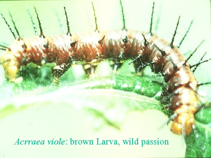 Acrraea viole: brown Larva, wild passion 