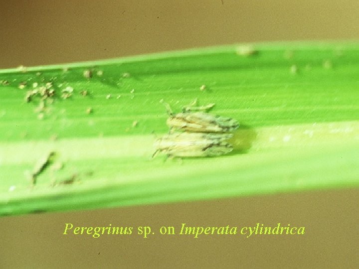 Peregrinus sp. on Imperata cylindrica 
