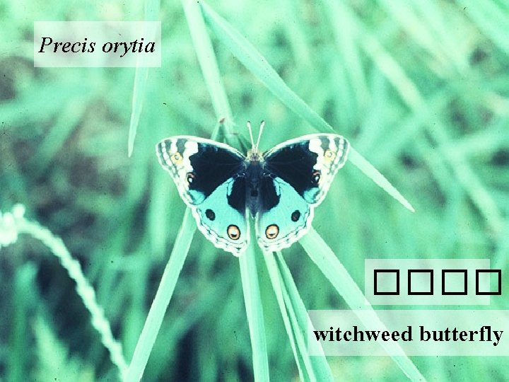 Precis orytia ����� witchweed butterfly 