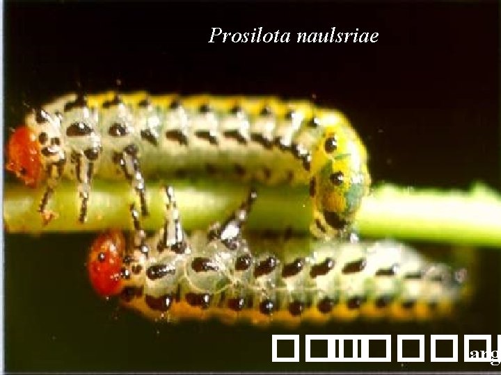 Prosilota naulsriae ������ arg 