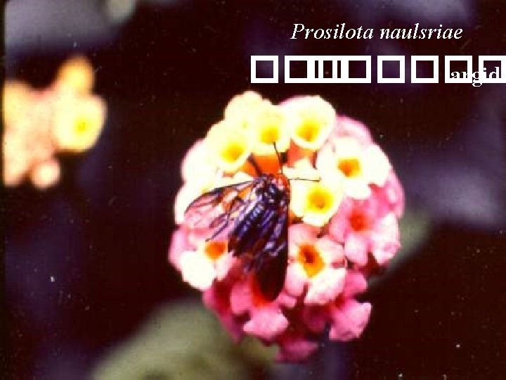 Prosilota naulsriae ������ argid 