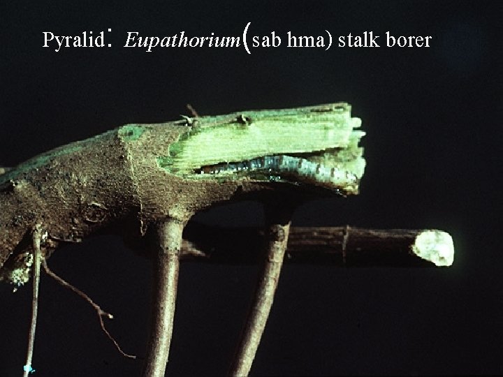 Pyralid: Eupathorium(sab hma) stalk borer 