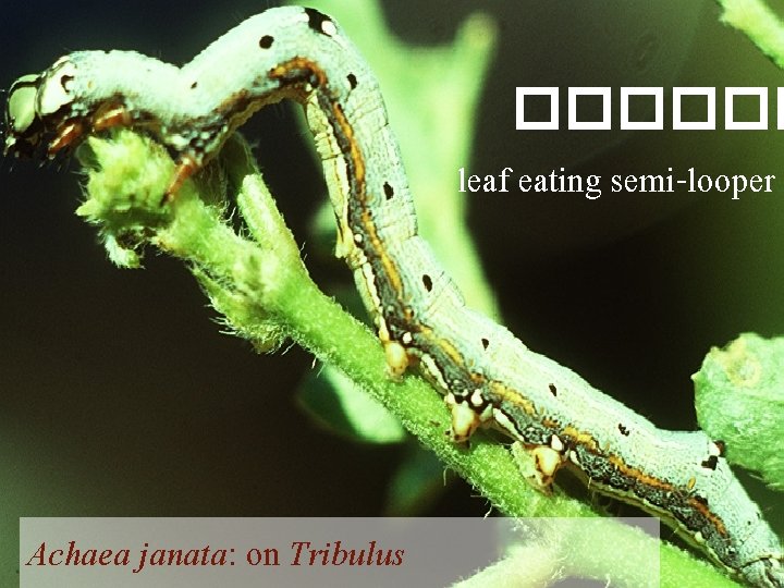 ������ leaf eating semi-looper Achaea janata: on Tribulus 