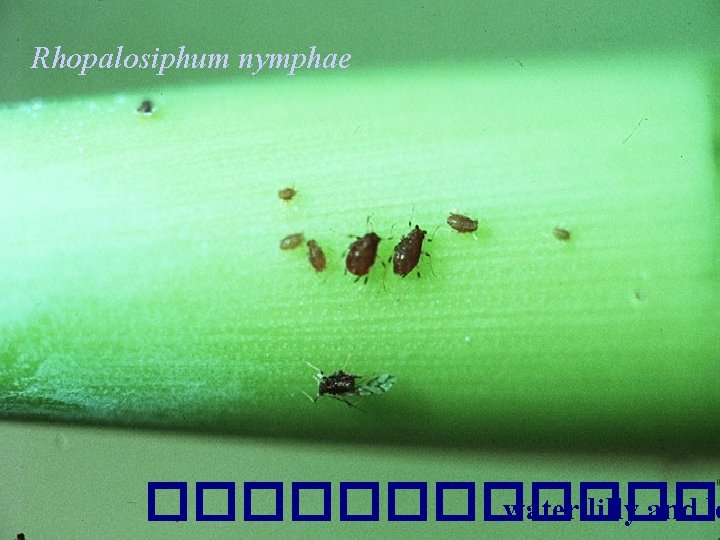 Rhopalosiphum nymphae ������� water lilly and lo 