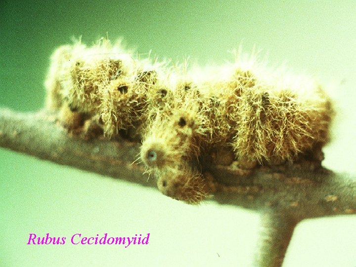 Rubus Cecidomyiid 