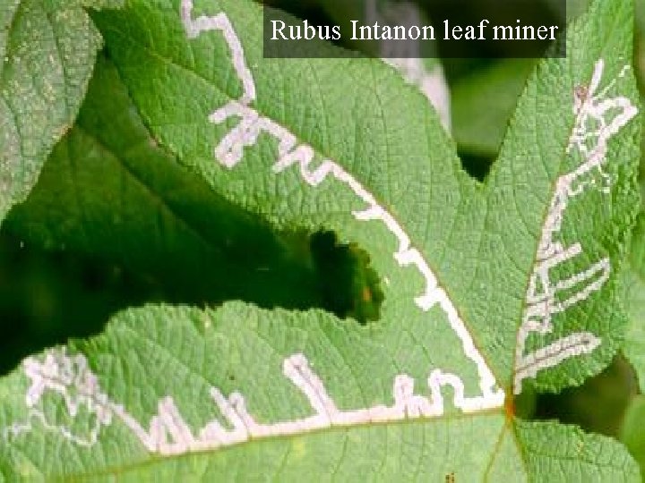 Rubus Intanon leaf miner 