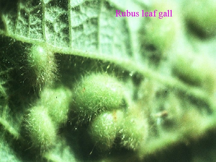 Rubus leaf gall 