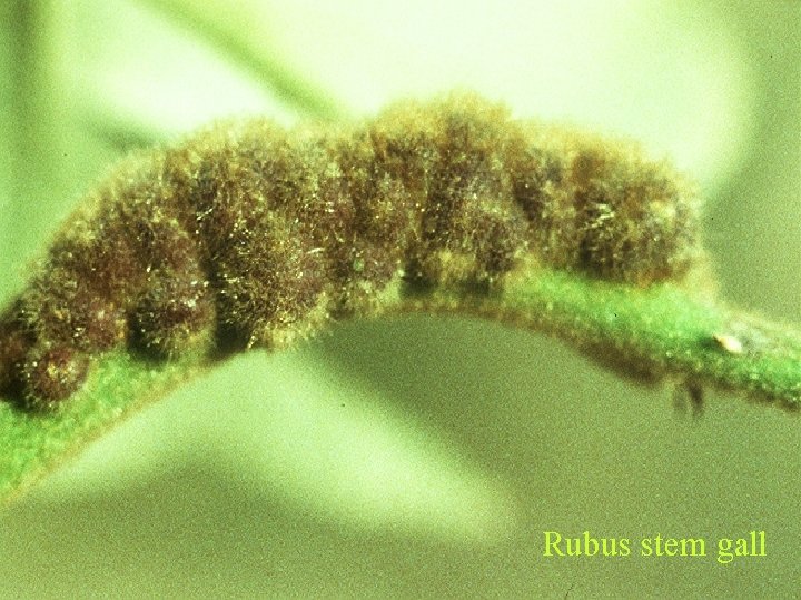 Rubus stem gall 