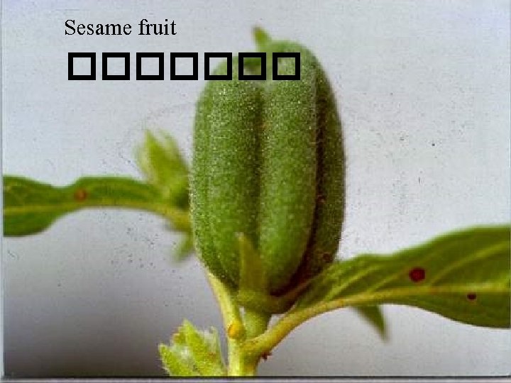 Sesame fruit ������� 