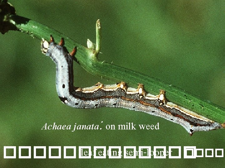 Achaea janata: on milk weed leaf eating semi-looper ��������� 