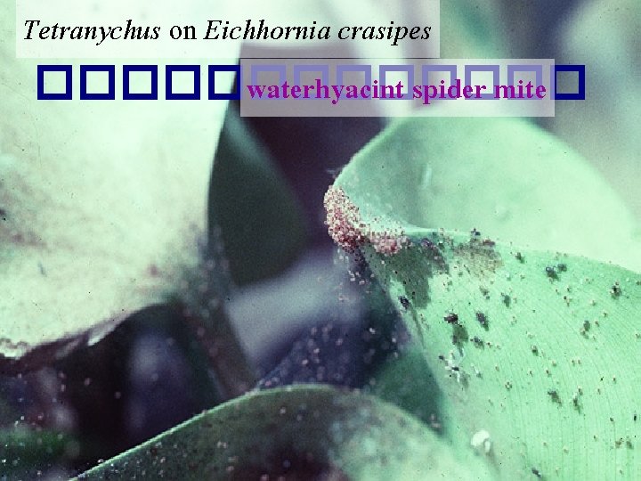 Tetranychus on Eichhornia crasipes ������� waterhyacint spider mite 