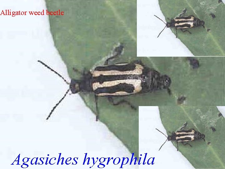 Alligator weed beetle Agasiches hygrophila 