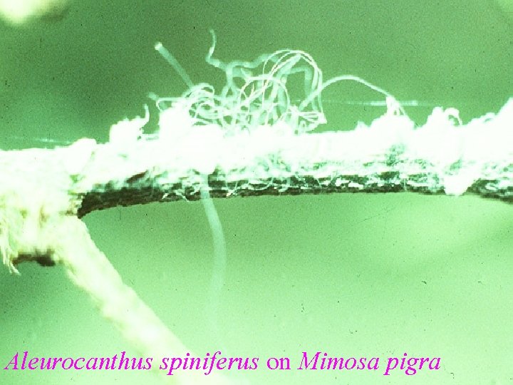 Aleurocanthus spiniferus on Mimosa pigra 