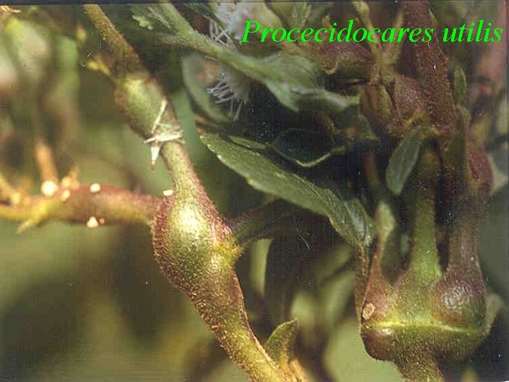 Procecidocares utilis 