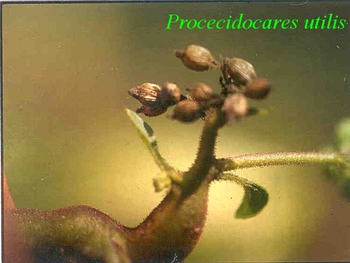 Procecidocares utilis 