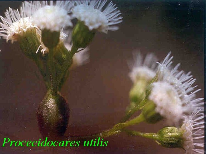 Procecidocares utilis 