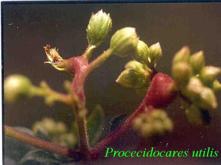 Procecidocares utilis 