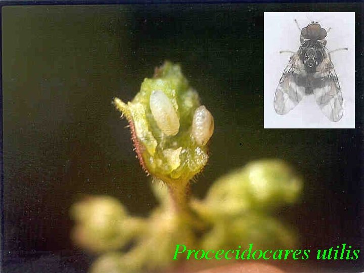 Procecidocares utilis 