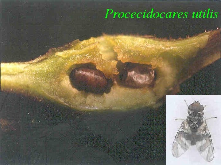 Procecidocares utilis 