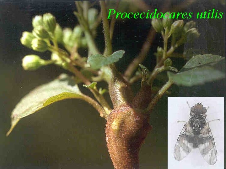 Procecidocares utilis 