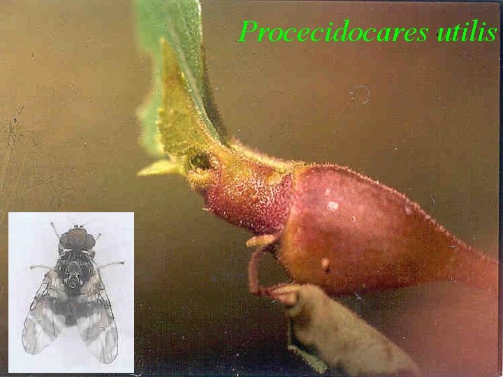 Procecidocares utilis 