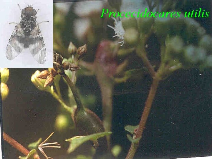 Procecidocares utilis 