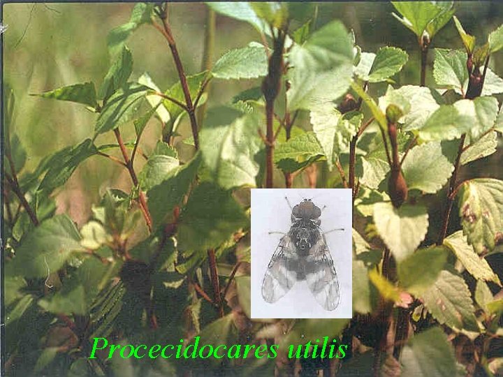 Procecidocares utilis 