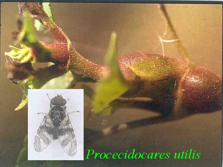 Procecidocares utilis 