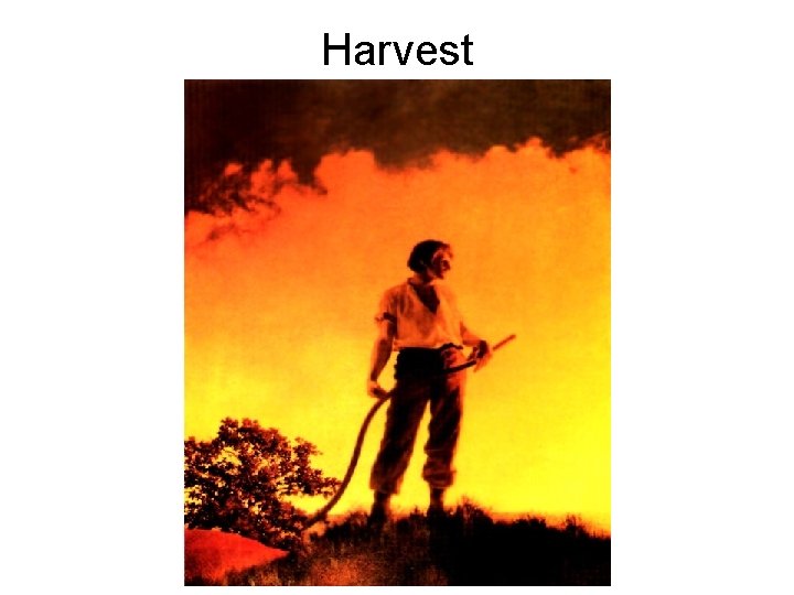 Harvest 