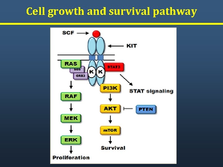 Cell growth and survival pathway 
