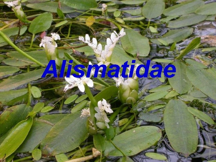 Alismatidae 