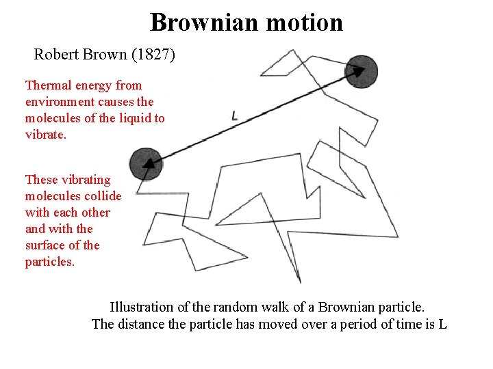 Brownian motion Robert Brown (1827) Thermal energy from environment causes the molecules of the