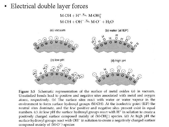  • Electrical double layer forces 