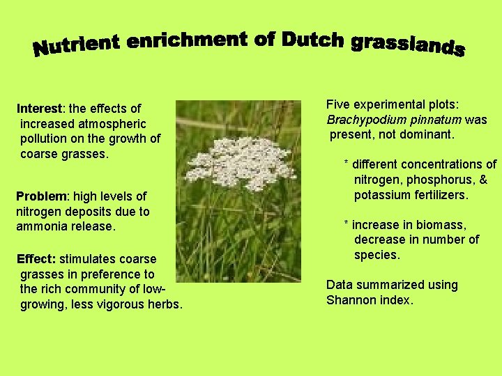 Interest: the effects of increased atmospheric pollution on the growth of coarse grasses. Problem: