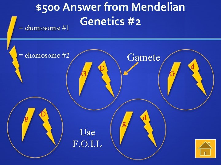 $500 Answer from Mendelian Genetics #2 = chomosome #1 = chomosome #2 Gamete G